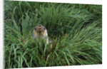 Antarctic Fur Seal Sitting in Tussock Grass by Anonymous