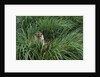 Antarctic Fur Seal Sitting in Tussock Grass by Anonymous
