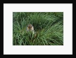 Antarctic Fur Seal Sitting in Tussock Grass by Anonymous