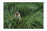Antarctic Fur Seal Sitting in Tussock Grass by Anonymous