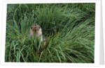 Antarctic Fur Seal Sitting in Tussock Grass by Anonymous