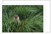 Antarctic Fur Seal Sitting in Tussock Grass by Anonymous