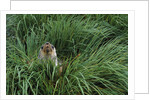 Antarctic Fur Seal Sitting in Tussock Grass by Anonymous
