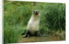 Antarctic Fur Seal Standing by Tussock Grass by Anonymous