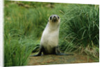 Antarctic Fur Seal Standing by Tussock Grass by Anonymous