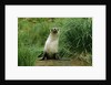 Antarctic Fur Seal Standing by Tussock Grass by Anonymous