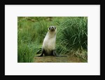 Antarctic Fur Seal Standing by Tussock Grass by Anonymous