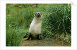 Antarctic Fur Seal Standing by Tussock Grass by Anonymous