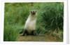 Antarctic Fur Seal Standing by Tussock Grass by Anonymous