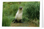 Antarctic Fur Seal Standing by Tussock Grass by Anonymous