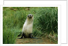 Antarctic Fur Seal Standing by Tussock Grass by Anonymous