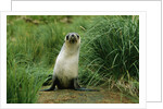 Antarctic Fur Seal Standing by Tussock Grass by Anonymous