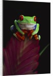 Red-Eyed Tree Frog Perched on Plant by Anonymous