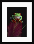 Red-Eyed Tree Frog Perched on Plant by Anonymous