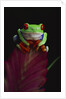 Red-Eyed Tree Frog Perched on Plant by Anonymous