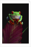 Red-Eyed Tree Frog Perched on Plant by Anonymous