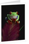 Red-Eyed Tree Frog Perched on Plant by Anonymous