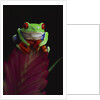 Red-Eyed Tree Frog Perched on Plant by Anonymous