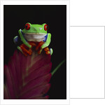 Red-Eyed Tree Frog Perched on Plant by Anonymous