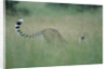 Cheetah Stretching in Tall Grass by Anonymous