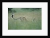 Cheetah Stretching in Tall Grass by Anonymous
