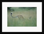 Cheetah Stretching in Tall Grass by Anonymous