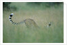 Cheetah Stretching in Tall Grass by Anonymous