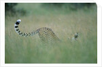 Cheetah Stretching in Tall Grass by Anonymous