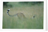 Cheetah Stretching in Tall Grass by Anonymous