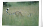 Cheetah Stretching in Tall Grass by Anonymous