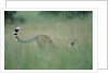 Cheetah Stretching in Tall Grass by Anonymous