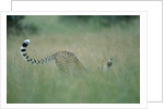 Cheetah Stretching in Tall Grass by Anonymous