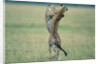 Cheetahs Playing on Savanna by Anonymous