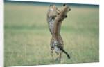 Cheetahs Playing on Savanna by Anonymous
