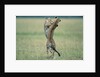 Cheetahs Playing on Savanna by Anonymous