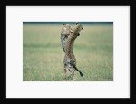 Cheetahs Playing on Savanna by Anonymous