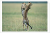 Cheetahs Playing on Savanna by Anonymous