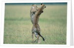Cheetahs Playing on Savanna by Anonymous