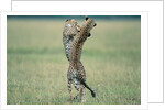 Cheetahs Playing on Savanna by Anonymous