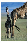 Giraffe and Calf by Anonymous
