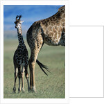 Giraffe and Calf by Anonymous