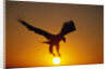 Bald Eagle Flying at Sunrise by Anonymous