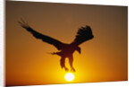 Bald Eagle Flying at Sunrise by Anonymous