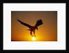 Bald Eagle Flying at Sunrise by Anonymous