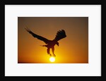 Bald Eagle Flying at Sunrise by Anonymous