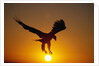 Bald Eagle Flying at Sunrise by Anonymous