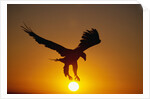 Bald Eagle Flying at Sunrise by Anonymous