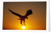 Bald Eagle Flying at Sunrise by Anonymous