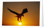 Bald Eagle Flying at Sunrise by Anonymous