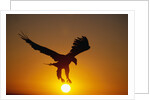 Bald Eagle Flying at Sunrise by Anonymous